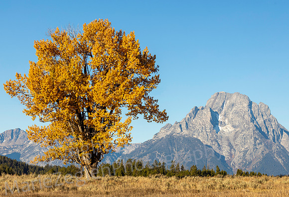 Single Cottonwood with Mountain Backdrop