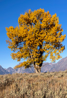 Cottonwood in Color