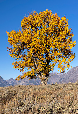 Cottonwood in Color