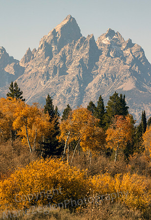 Grand Teton with Clumps of Color