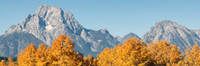 Mount Moran with Aspen