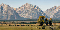 Bison Herd on Range