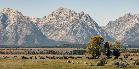 Bison Herd on Range