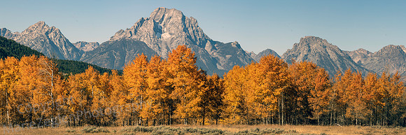 Mountain and Aspen Panorama