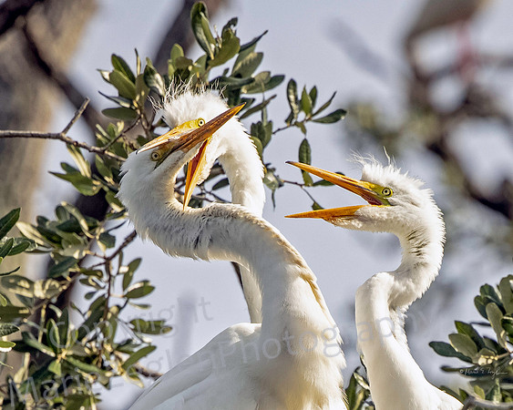 Great Egret and Hungry Chicks