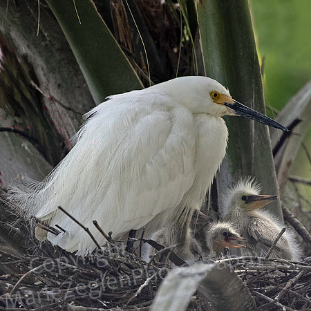 Snowy Egret with Chicks