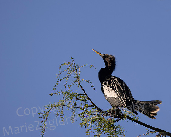 Anhinga on Tree
