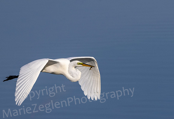 Great Egret with Fish
