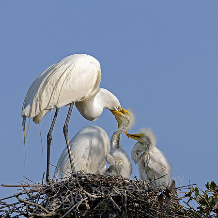Great Egret Family