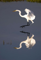Great Egret Reflection