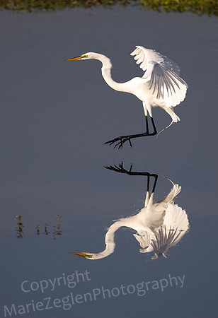 Great Egret Reflection
