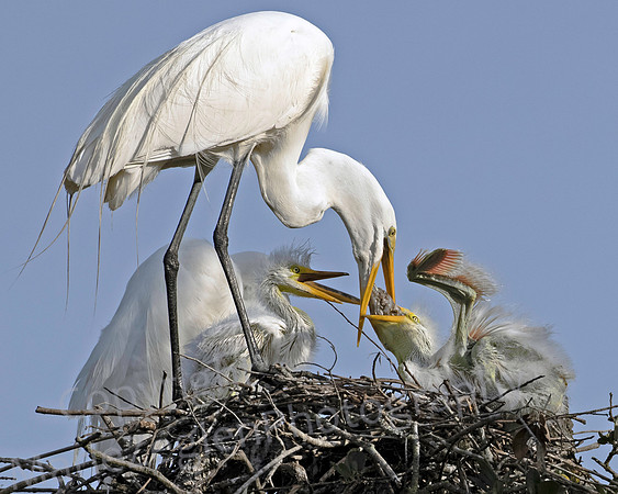 Great Egret Feeding Chick