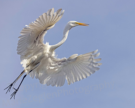 Great Egret Glide