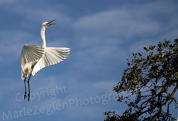 Great Egret Landing