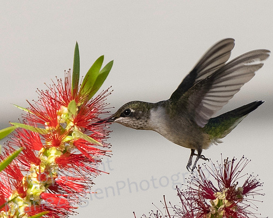 Ruby Throated Hummingbird on Bottlebrush