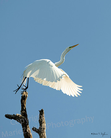 Great Egret Taking Off