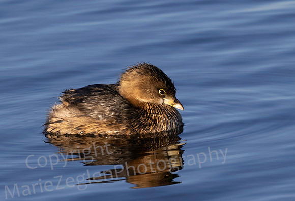 Pied Billed Grebe Reflection