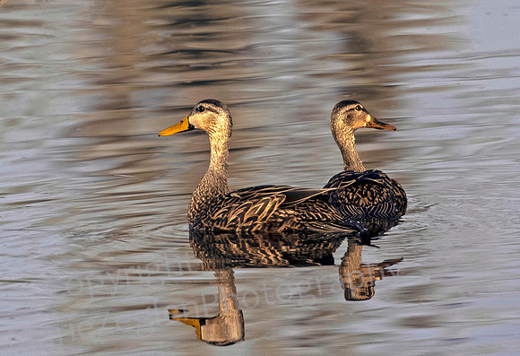 Mottled Duck Pair Reflection