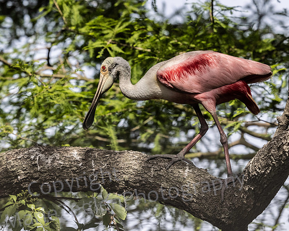 Roseate Spoonbill with Muddy Feet