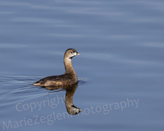 Pied Billed Grebe Reflection