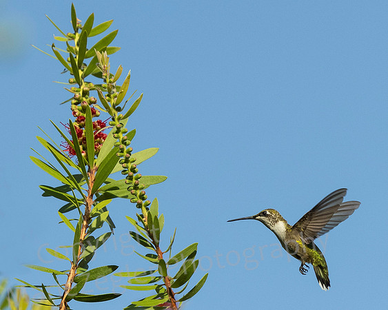 Ruby Throated Hummingbird Approaching Bottlebrush