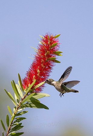 Ruby Throated Hummingbird Feeding