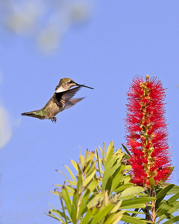 Ruby Throated Hummingbird Headed for Bottlebrush