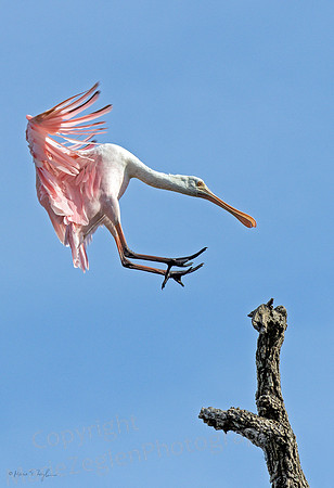 Roseate Spoonbill Awkward Landing