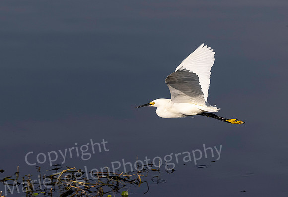 Snowy Egret Flying