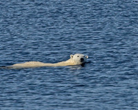Polar Bear Swimming Closeup