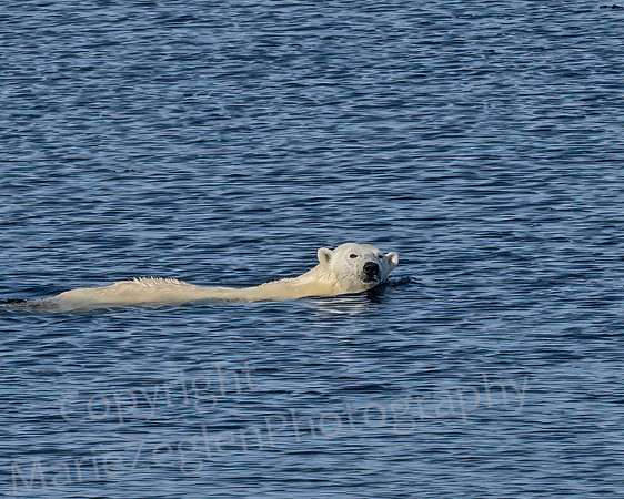 Polar Bear Swimming Closeup