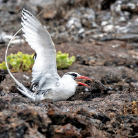 Galapagos Red Billed Tropic Bird Closeup 3142