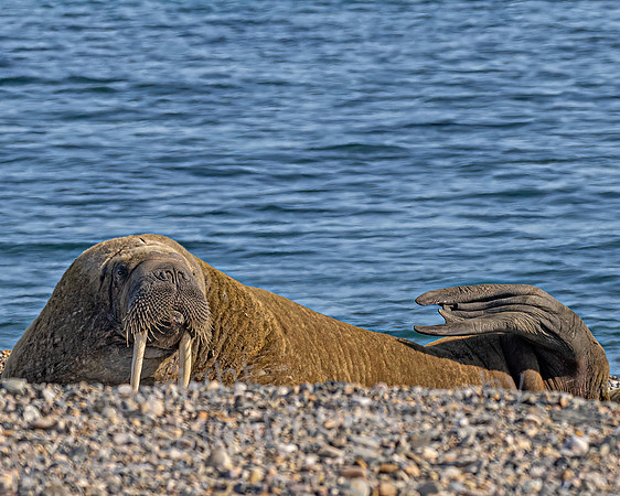 Atlantic Walrus on Guard