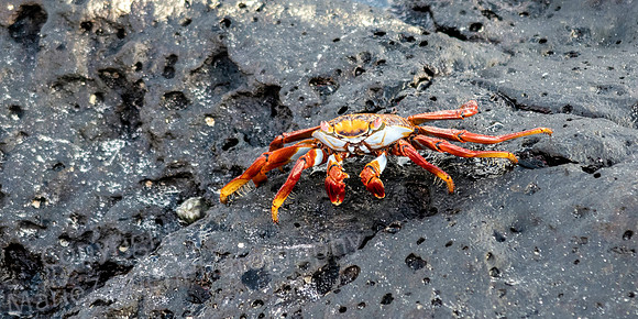 Galapagos Crab on Lava Rock 2008