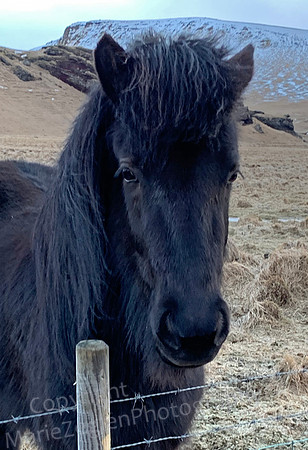 Iceland Horse 1