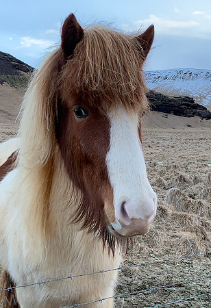 Iceland Horse 2