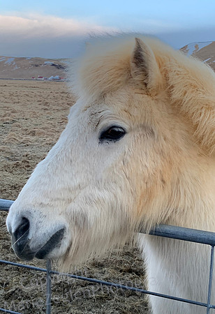 Iceland Horse 3