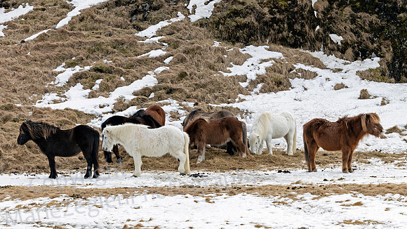 Iceland Horses