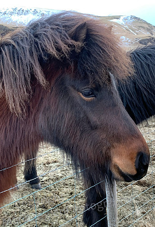 Iceland Horse 4