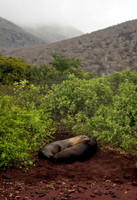 Galapagos Sea Lions Sleeping on Path 0901