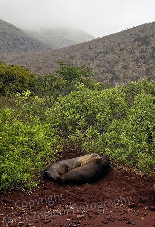 Galapagos Sea Lions Sleeping on Path 0901