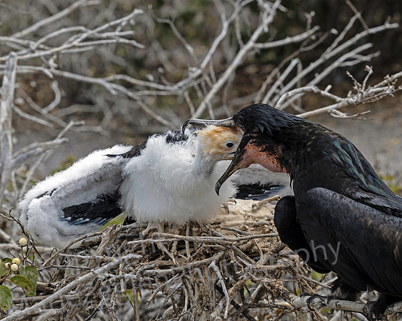 Galapagos Great Frigate Feeding Chick 3038