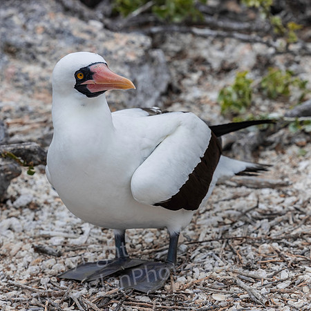 Galapagos Masked Nazca Booby 2866