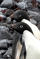 Adelie Penguin Pair Closeup 9715
