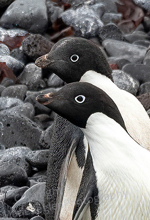 Adelie Penguin Pair Closeup 9715