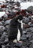 Adelie Penguin Climbing up Beach 9715