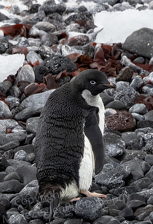 Adelie Penguin Climbing up Beach 9715