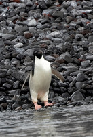 Adelie Penguin Headed for Water 9715