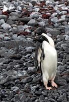 Adelie Penguin Pair Walk 9715