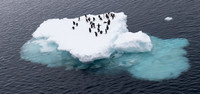 Adelie Penguin Ice Raft 0178